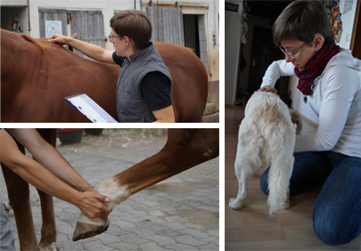 Physiotherapie an Pferd und Hund